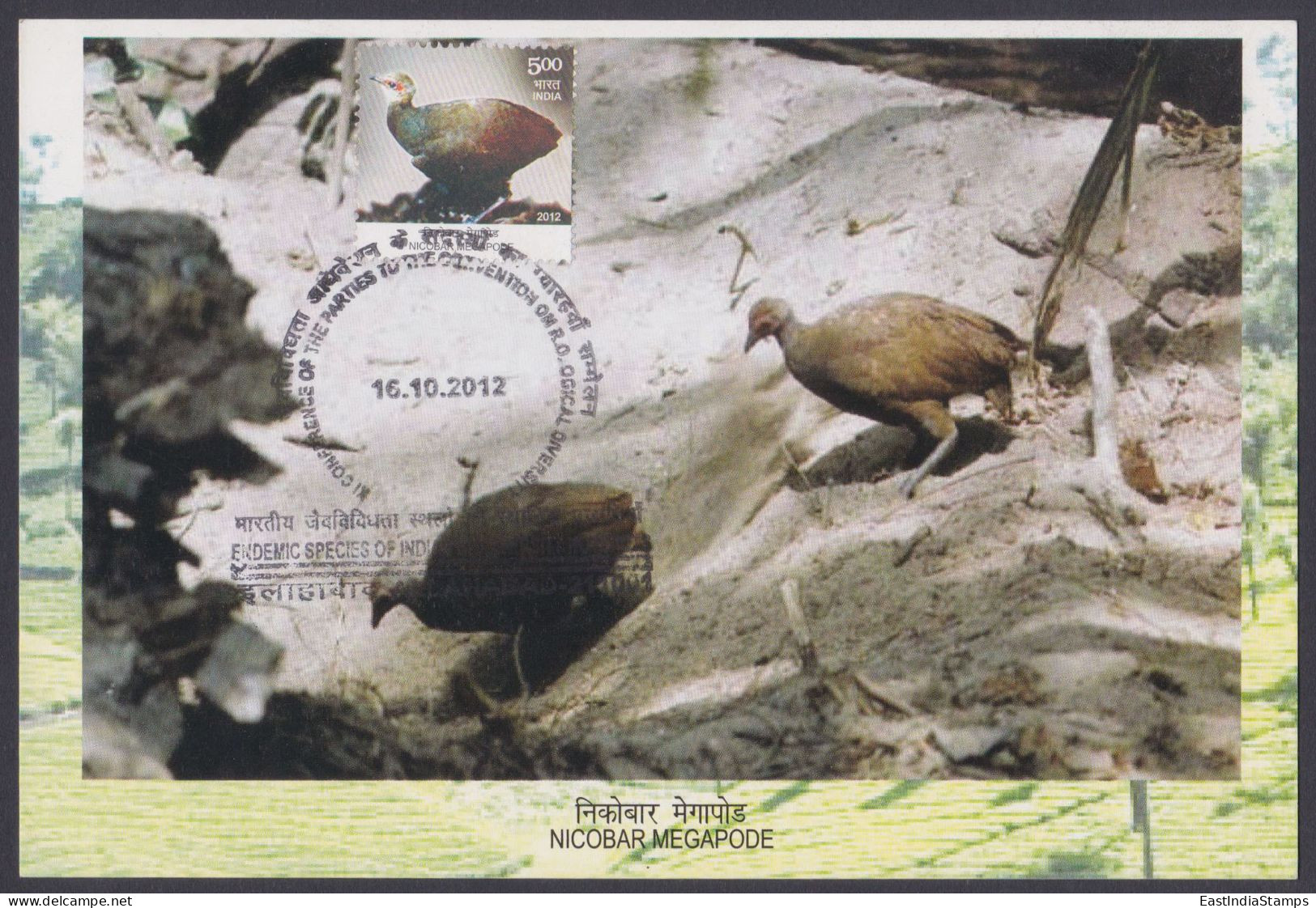 Inde India 2012 Maximum Max Card Nicobar Megapode, Bird, Birds, Biodiversity, WIldlife - Lettres & Documents