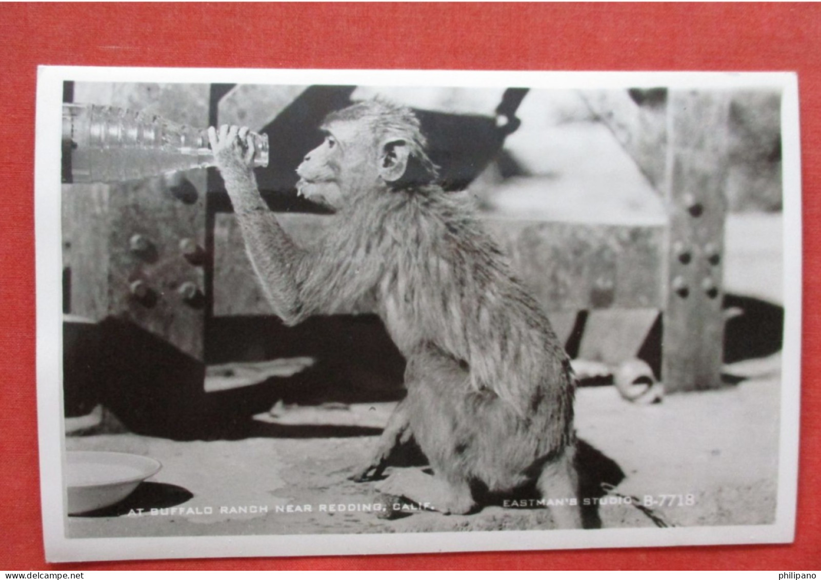 RPPC.   Monkey  Buffalo Ranch California   Ref 6409 - Apen