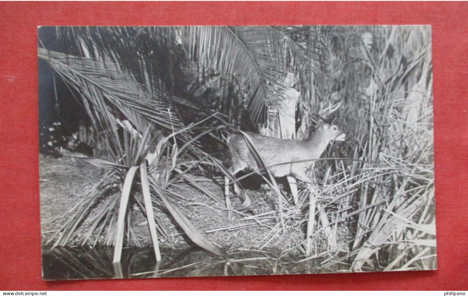 RPPC. Deer In Wild.     Ref 6409 - Sonstige & Ohne Zuordnung