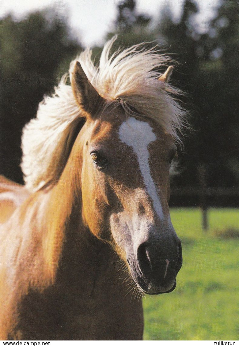 Horse - Cheval - Paard - Pferd - Cavallo - Cavalo - Caballo - Häst - Groh - Caballos