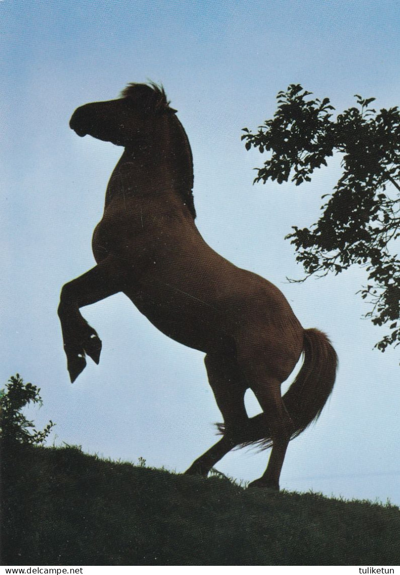 Horse - Cheval - Paard - Pferd - Cavallo - Cavalo - Caballo - Häst - Engadin Press - Paperitaide - Caballos