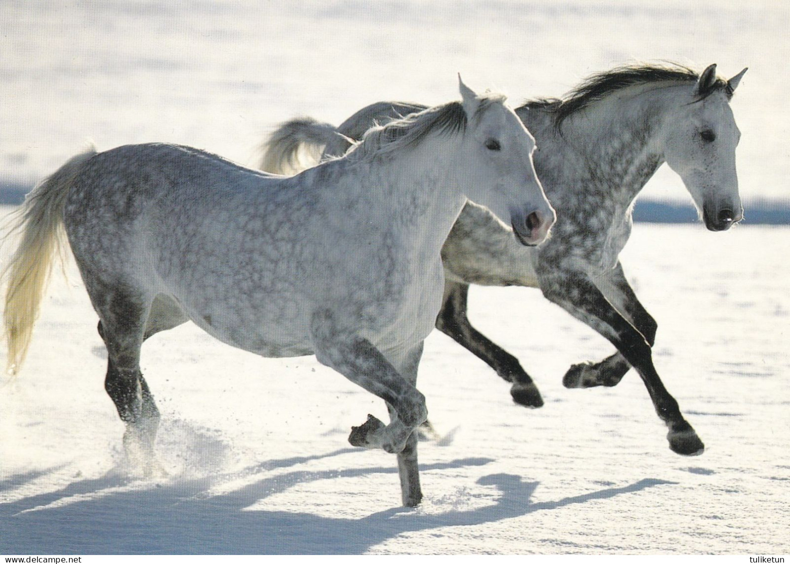 Horse - Cheval - Paard - Pferd - Cavallo - Cavalo - Caballo - Häst - Engadin Press - Caballos