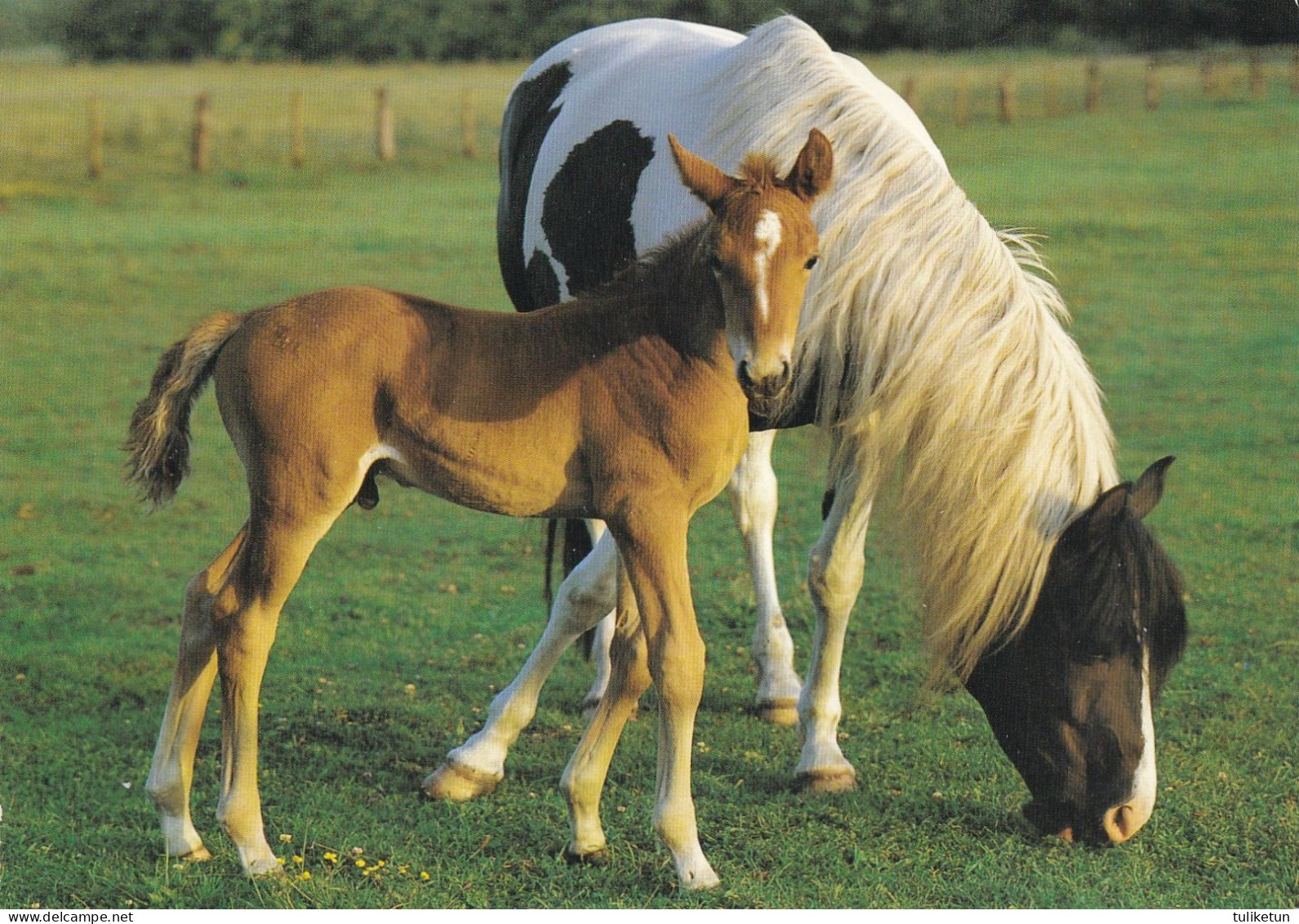 Horse - Cheval - Paard - Pferd - Cavallo - Cavalo - Caballo - Häst - Engadin Press - Pferde
