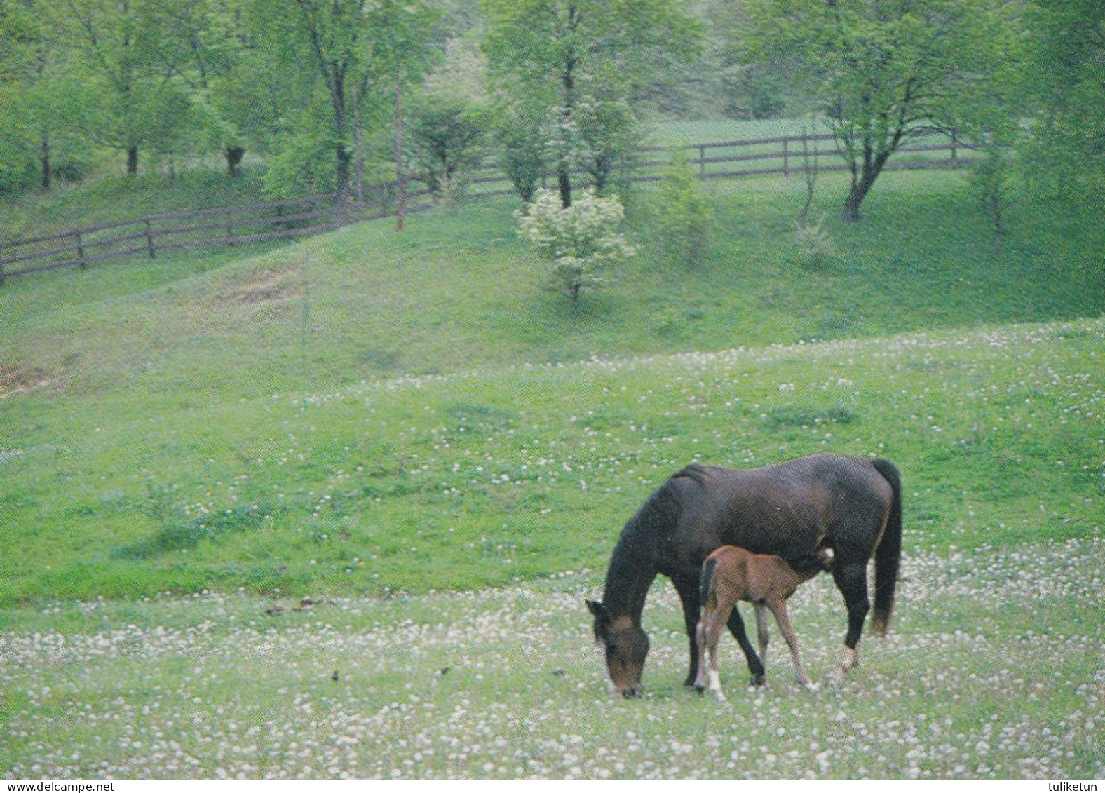 Horse - Cheval - Paard - Pferd - Cavallo - Cavalo - Caballo - Häst - Magna Books - USA - Horses