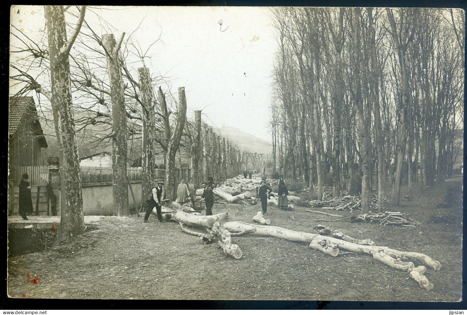 Cpa Carte Photo Arbres Coupés -- Bucheron Menuisier      STEP198 - Artisanat