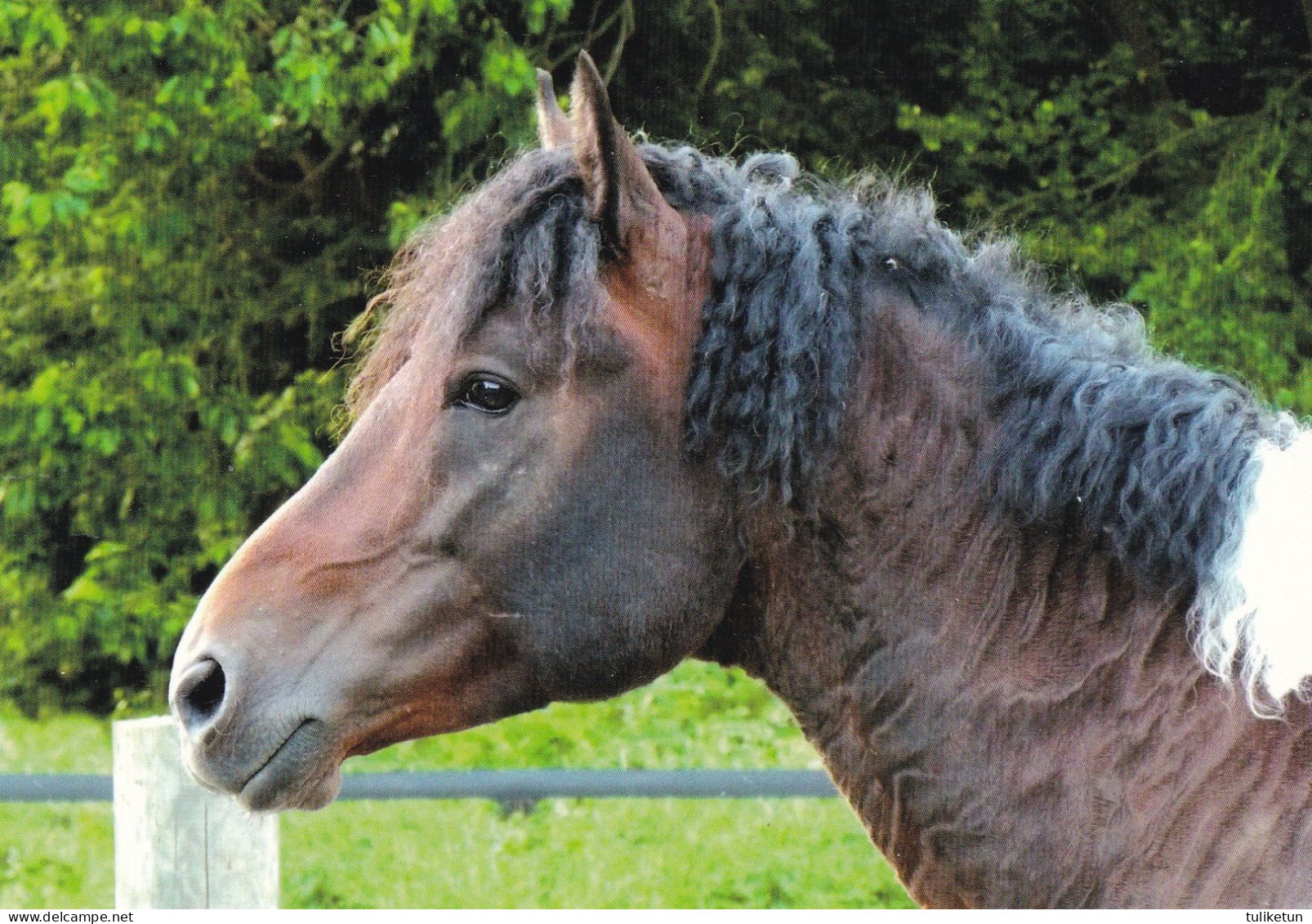 Horse - Cheval - Paard - Pferd - Cavallo - Cavalo - Caballo - Häst - Pedigree - Riverside Curly Horses Riemann - Chevaux