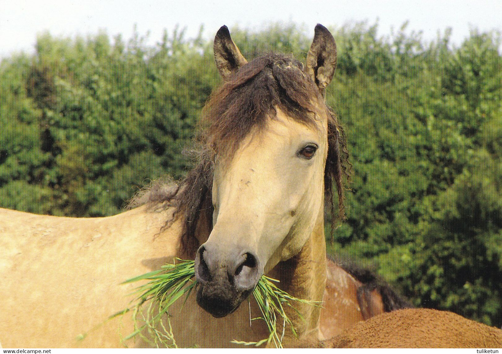 Horse - Cheval - Paard - Pferd - Cavallo - Cavalo - Caballo - Häst - Pedigree - Riverside Curly Horses Riemann - Cavalli