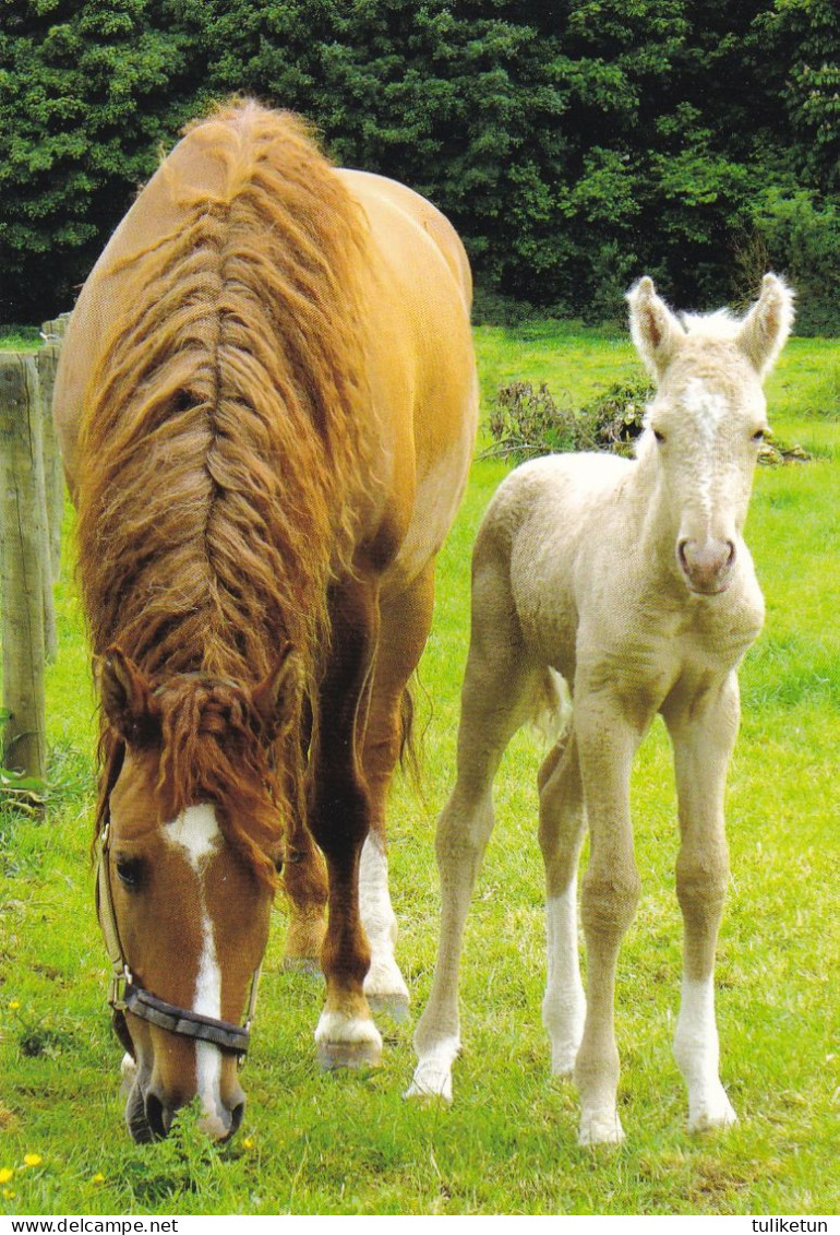 Horse - Cheval - Paard - Pferd - Cavallo - Cavalo - Caballo - Häst - Pedigree - Riverside Curly Horses Riemann - Horses