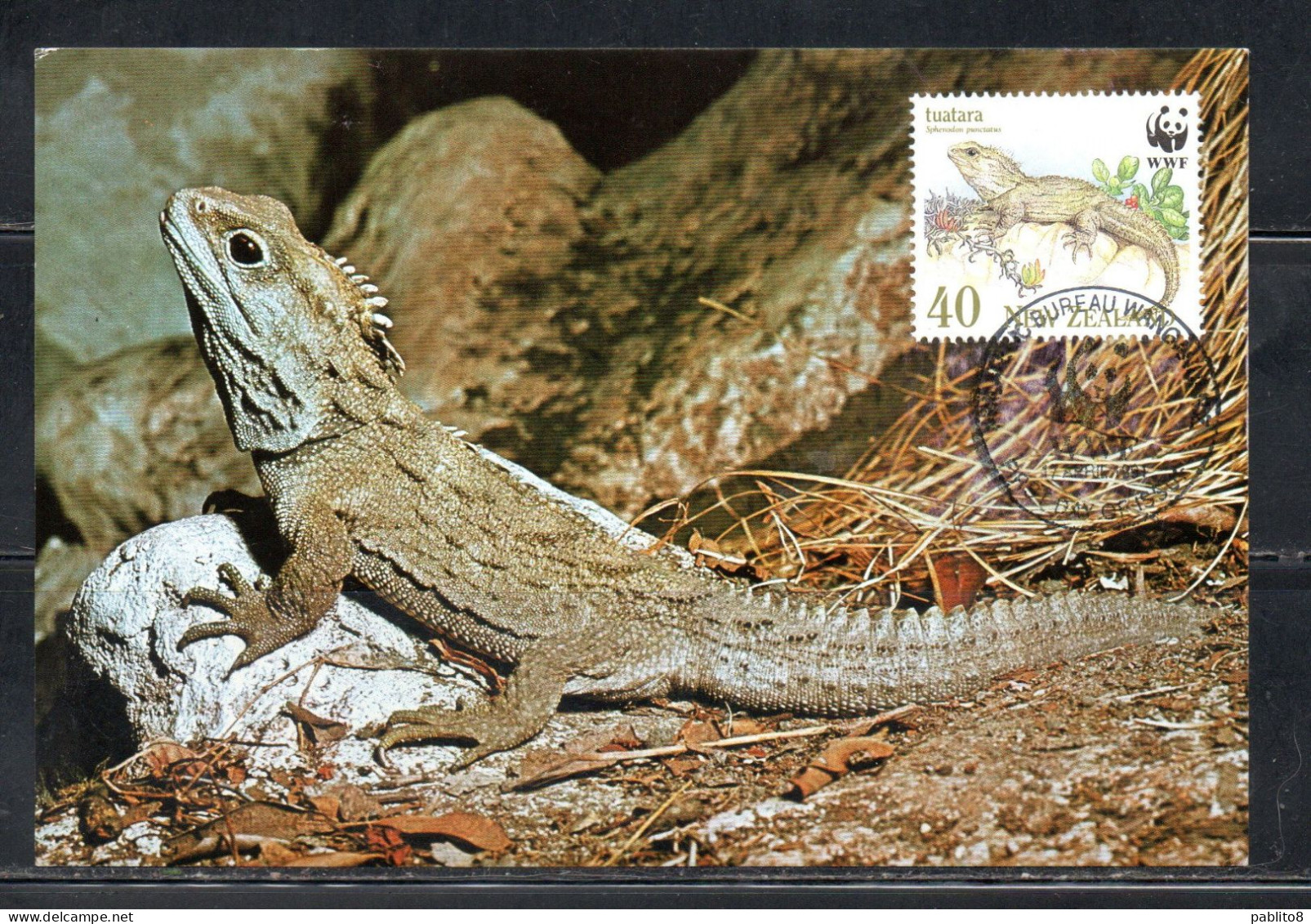 NEW ZEALAND NUOVA ZELANDA 1991 REPTILES FAUNA TUARTARA 40c MAXI MAXIMUM CARD CARTE - FDC