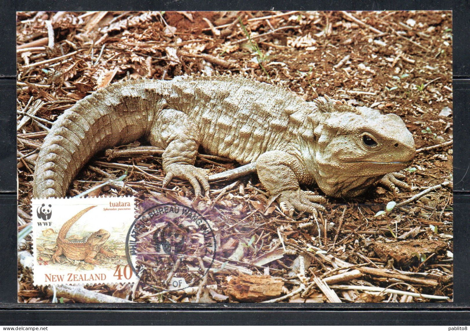 NEW ZEALAND NUOVA ZELANDA 1991 REPTILES FAUNA TUARTARA 40c MAXI MAXIMUM CARD CARTE - FDC