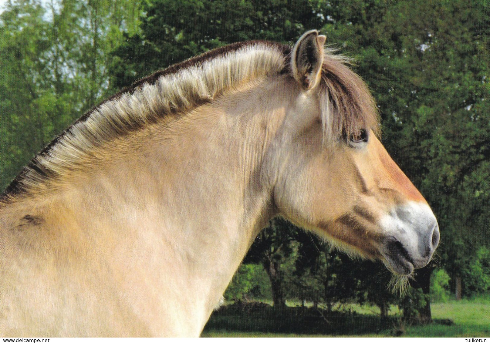 Horse - Cheval - Paard - Pferd - Cavallo - Cavalo - Caballo - Häst - Pedigree - Pferde