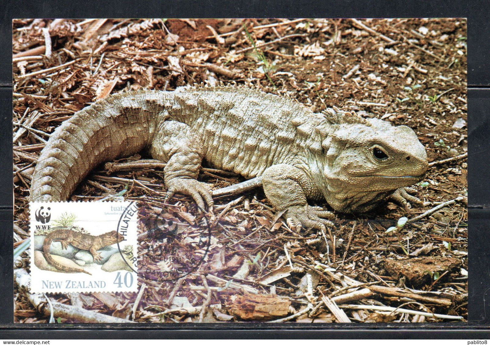 NEW ZEALAND NUOVA ZELANDA 1991 REPTILES FAUNA TUARTARA 40c MAXI MAXIMUM CARD CARTE - FDC