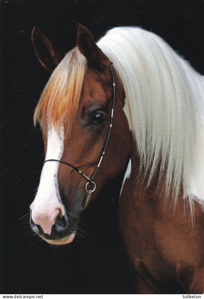 Horse - Cheval - Paard - Pferd - Cavallo - Cavalo - Caballo - Häst - Pedigree - Coloured Arabians - Pferde