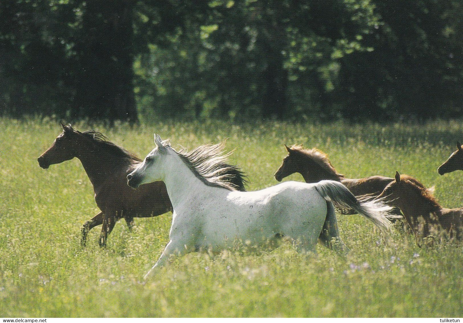 Horse - Cheval - Paard - Pferd - Cavallo - Cavalo - Caballo - Häst - TMS International B.V. - Chevaux