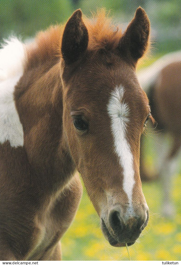 Horse - Cheval - Paard - Pferd - Cavallo - Cavalo - Caballo - Häst - TMS International B.V. - Horses