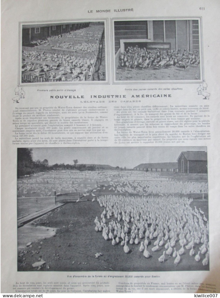 1902 Nouvelle Industrie Américaine  ELEVAGE INTENSIF   Canards Engraissés Boston Ducks Farme U.s.a - Zonder Classificatie