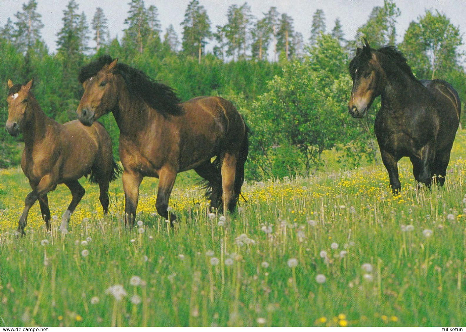 Horse - Cheval - Paard - Pferd - Cavallo - Cavalo - Caballo - Häst - Quality Card Of Scandinavia - Horses