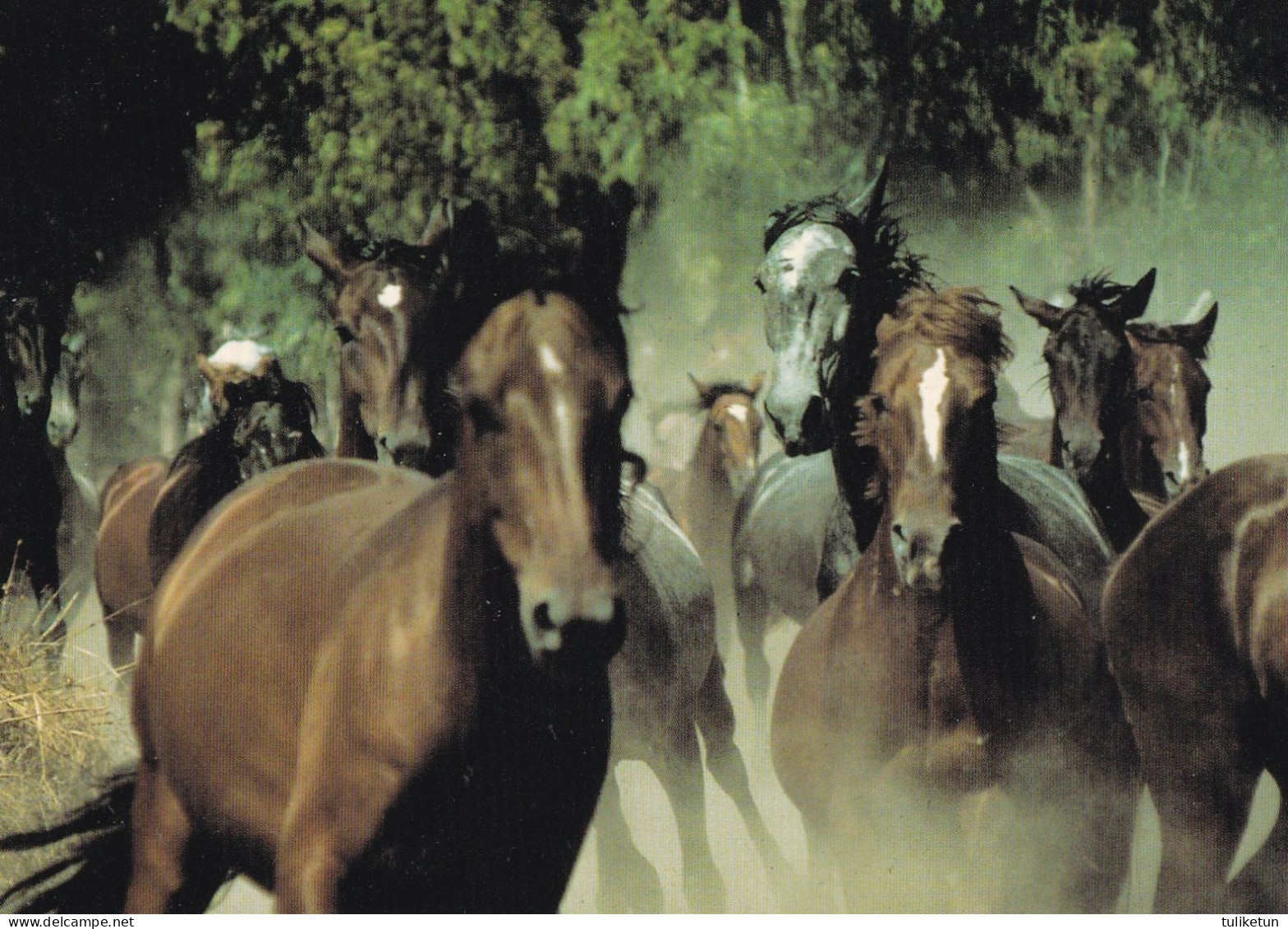 Horse - Cheval - Paard - Pferd - Cavallo - Cavalo - Caballo - Häst - Neufeld Verlag - Horses