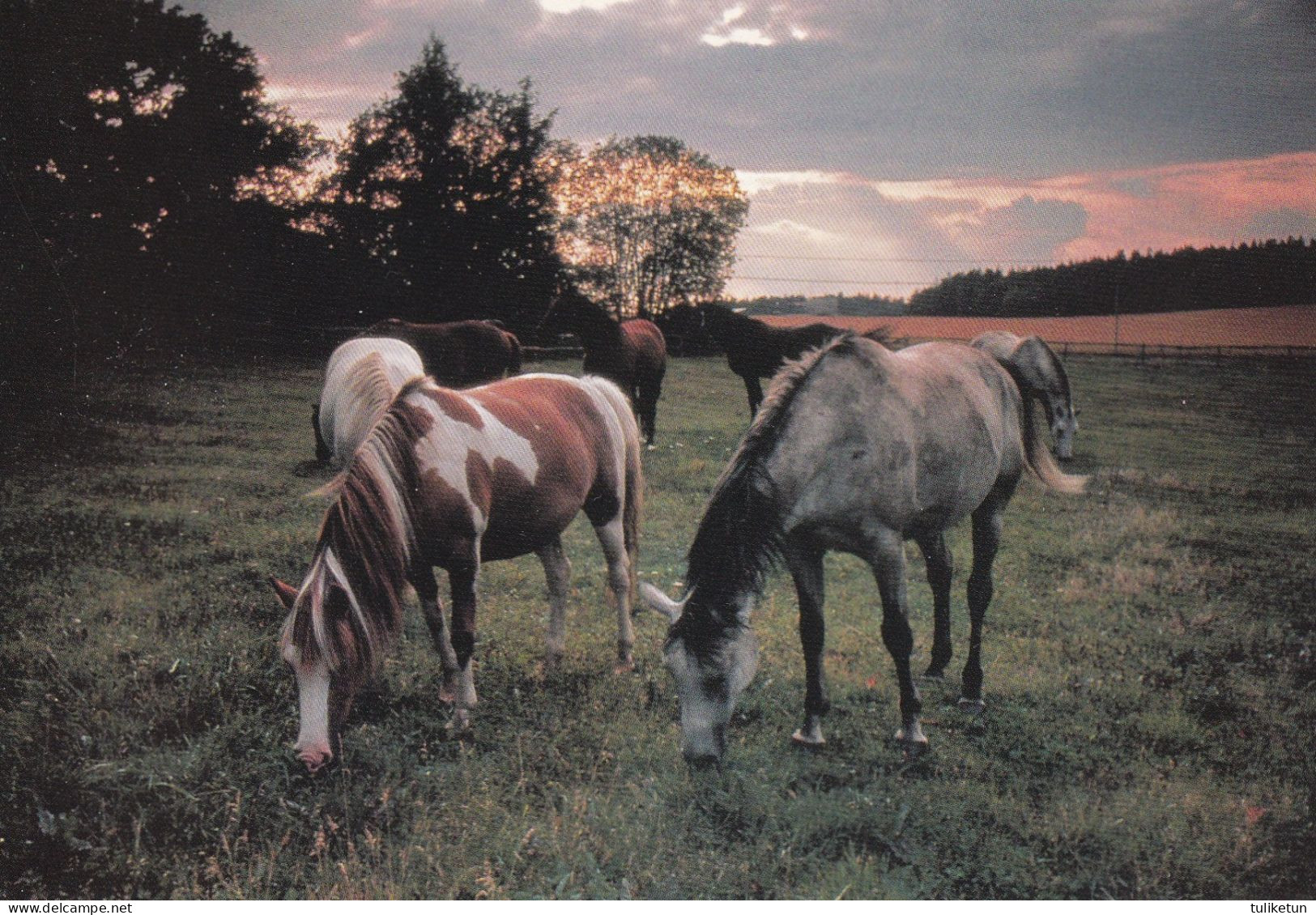 Horse - Cheval - Paard - Pferd - Cavallo - Cavalo - Caballo - Häst - Scankort - Chevaux