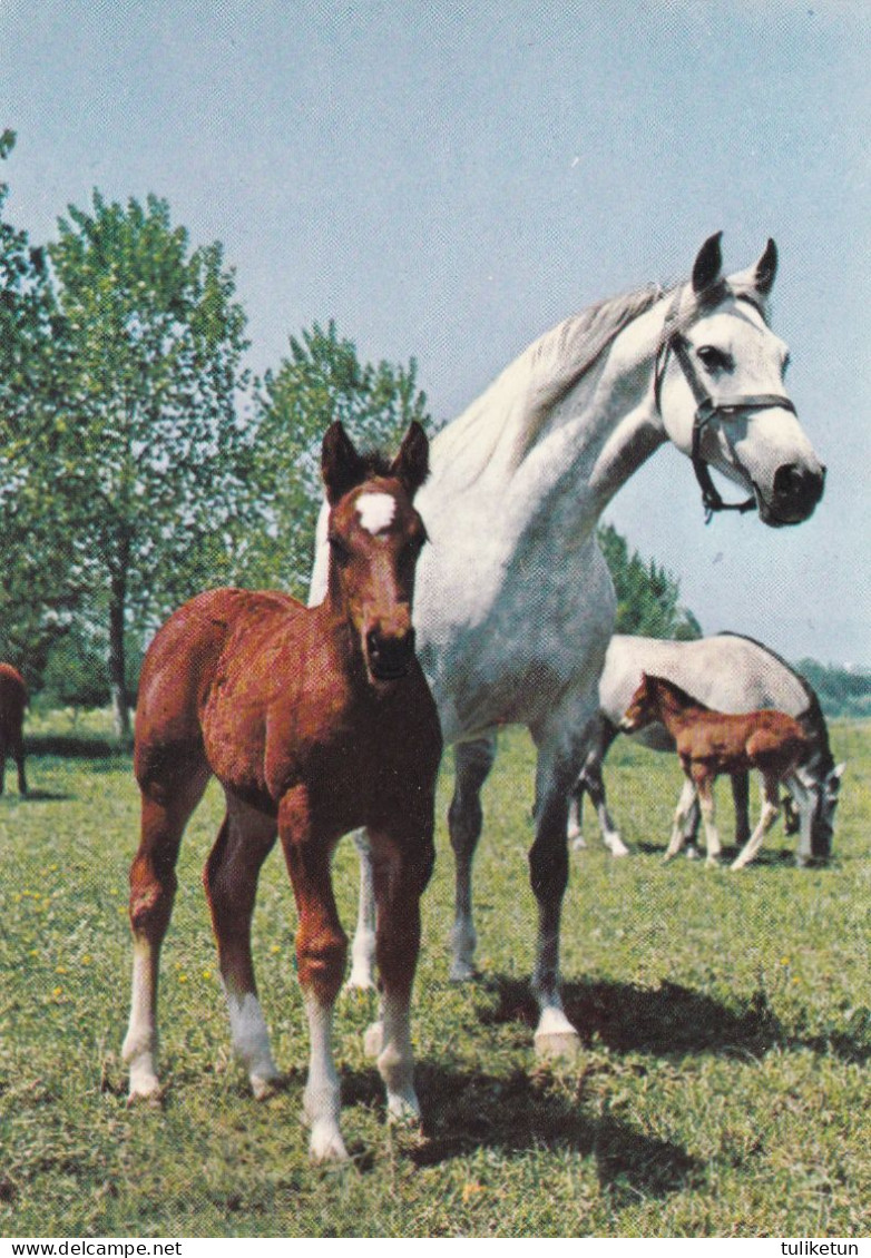 Horse - Cheval - Paard - Pferd - Cavallo - Cavalo - Caballo - Häst - Svenska Naturkort - Chevaux