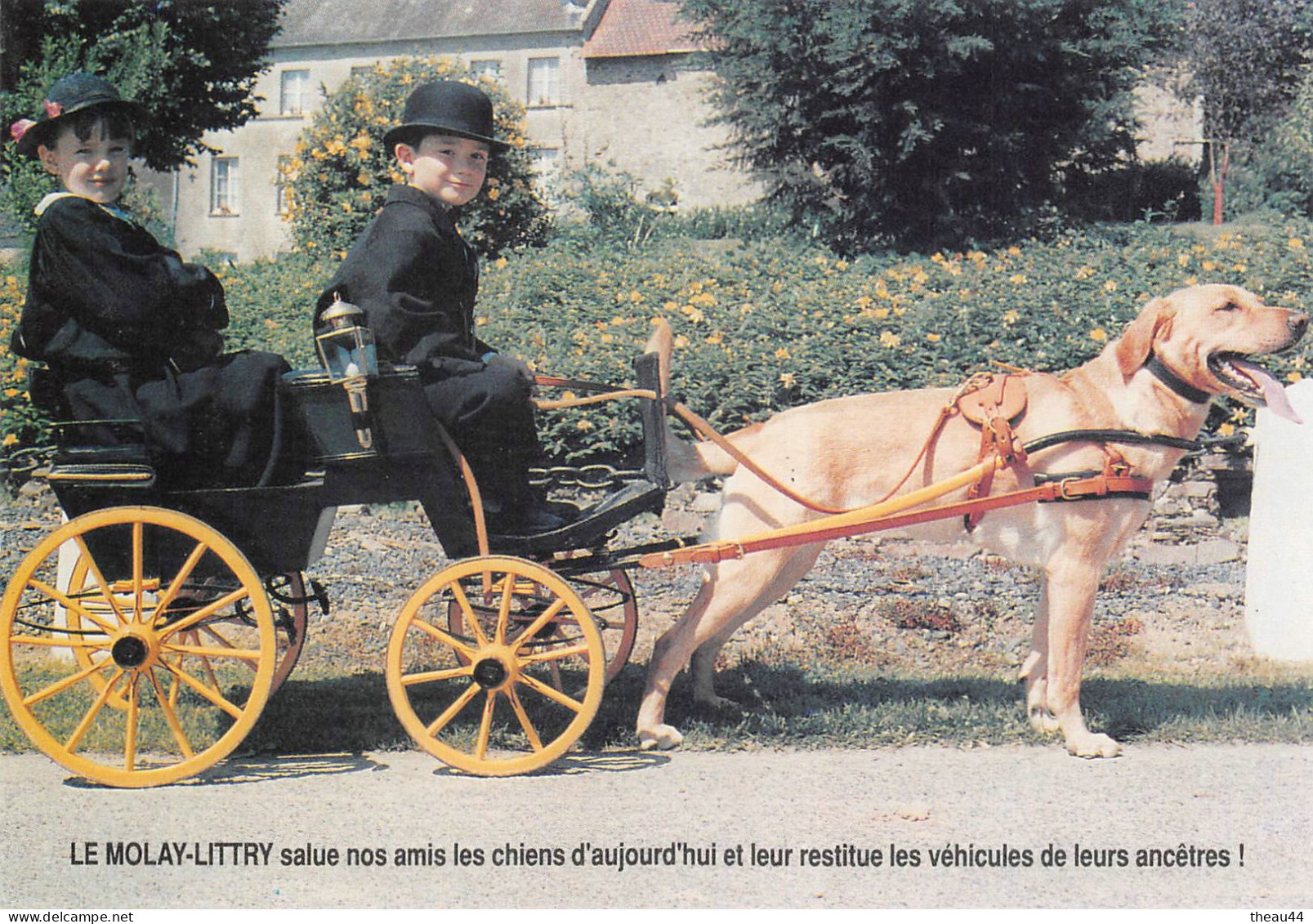 ¤¤  -   LE MOLAY-LITTRY   -  Lot De 6 Cartes D'Attelage De Chiens  -  Voiture à Chien     -  ¤¤ - Autres & Non Classés