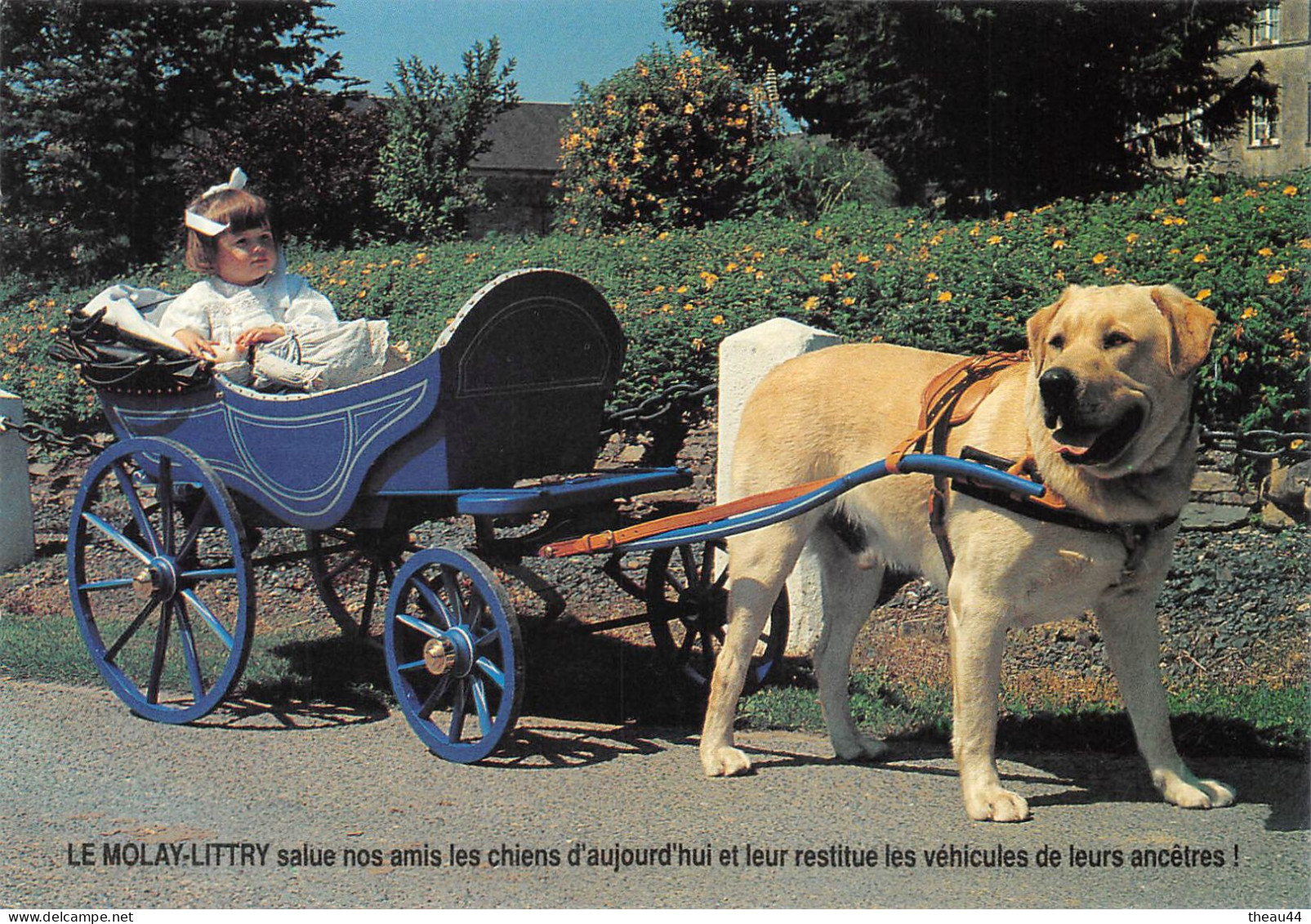 ¤¤  -   LE MOLAY-LITTRY   -  Lot De 6 Cartes D'Attelage De Chiens  -  Voiture à Chien     -  ¤¤ - Sonstige & Ohne Zuordnung