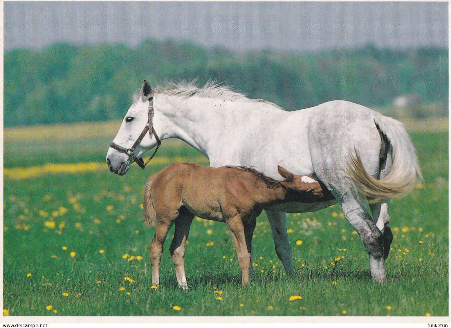 Horse - Cheval - Paard - Pferd - Cavallo - Cavalo - Caballo - Häst - Pferde