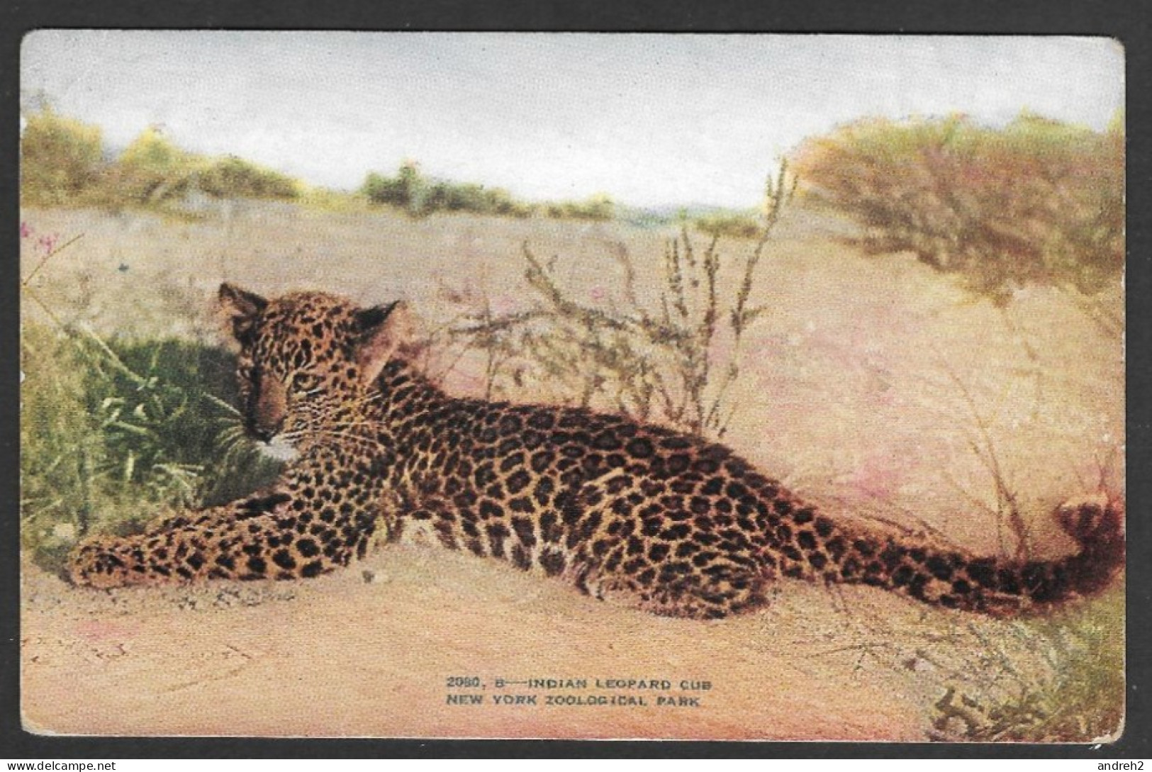 Animal & Faune > Tigres - No: 2080,B - Indian Leopard Cub - New York Zoological Park - Zoo - Tigres