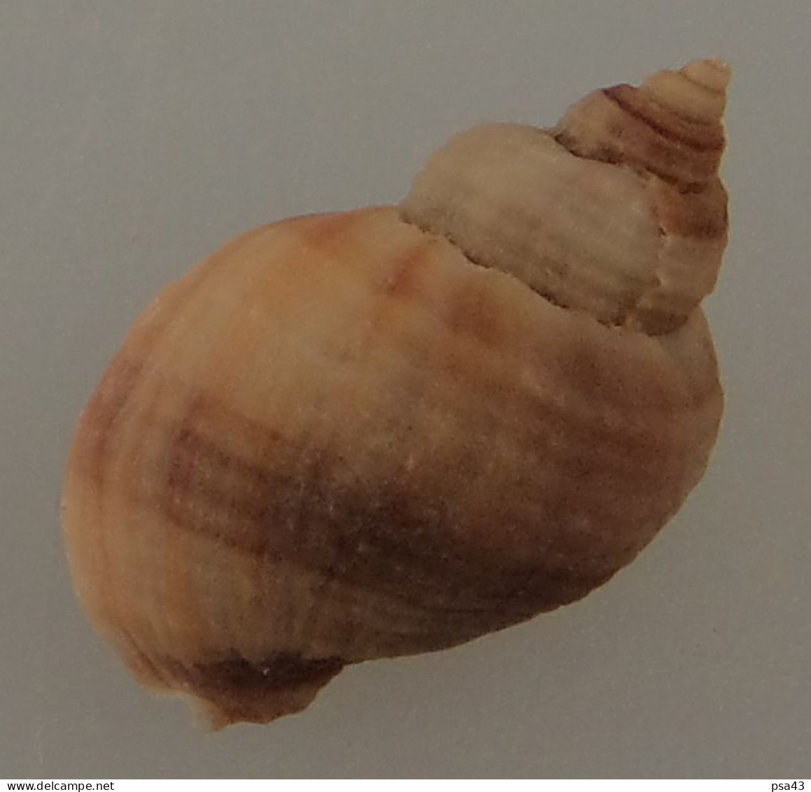 Nucella Lapillus Bizonalis Trouvé Vivant Avec Opercule 26,4mm F+++ N19 - Muscheln & Schnecken