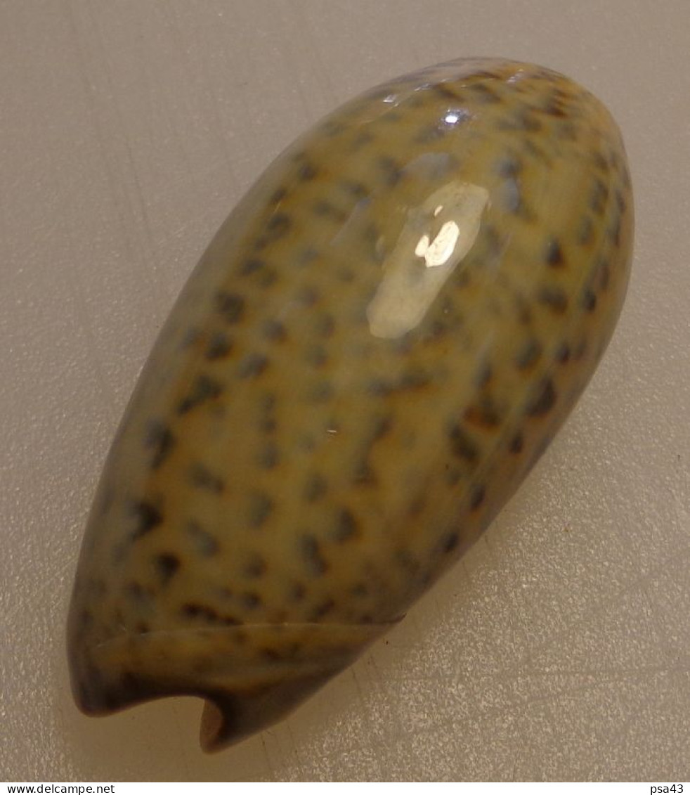 Oliva Tigrina Mozambique 47,7mm GEM N12 - Muscheln & Schnecken