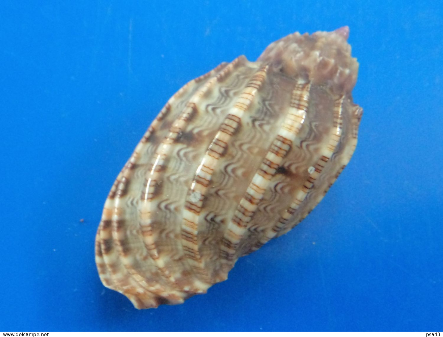 Harpa Amouretta Madagascar (Tuléar) 46,4mm GEM N1 - Seashells & Snail-shells