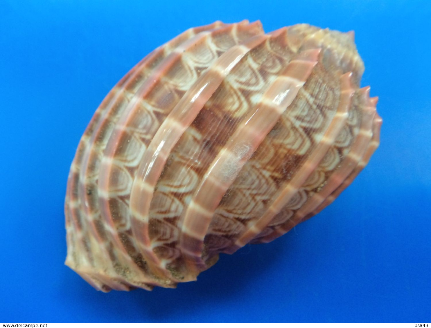 Harpa Ventricosa Madagascar (Tuléar) 77,9mm GEM N1 - Seashells & Snail-shells