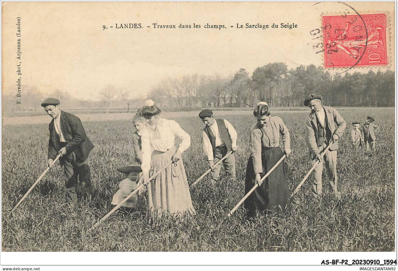 AS#BFP2-40-0798 - LANDES - Travaux Dans Les Champs - Le Sarclage Du Seigle - Autres & Non Classés