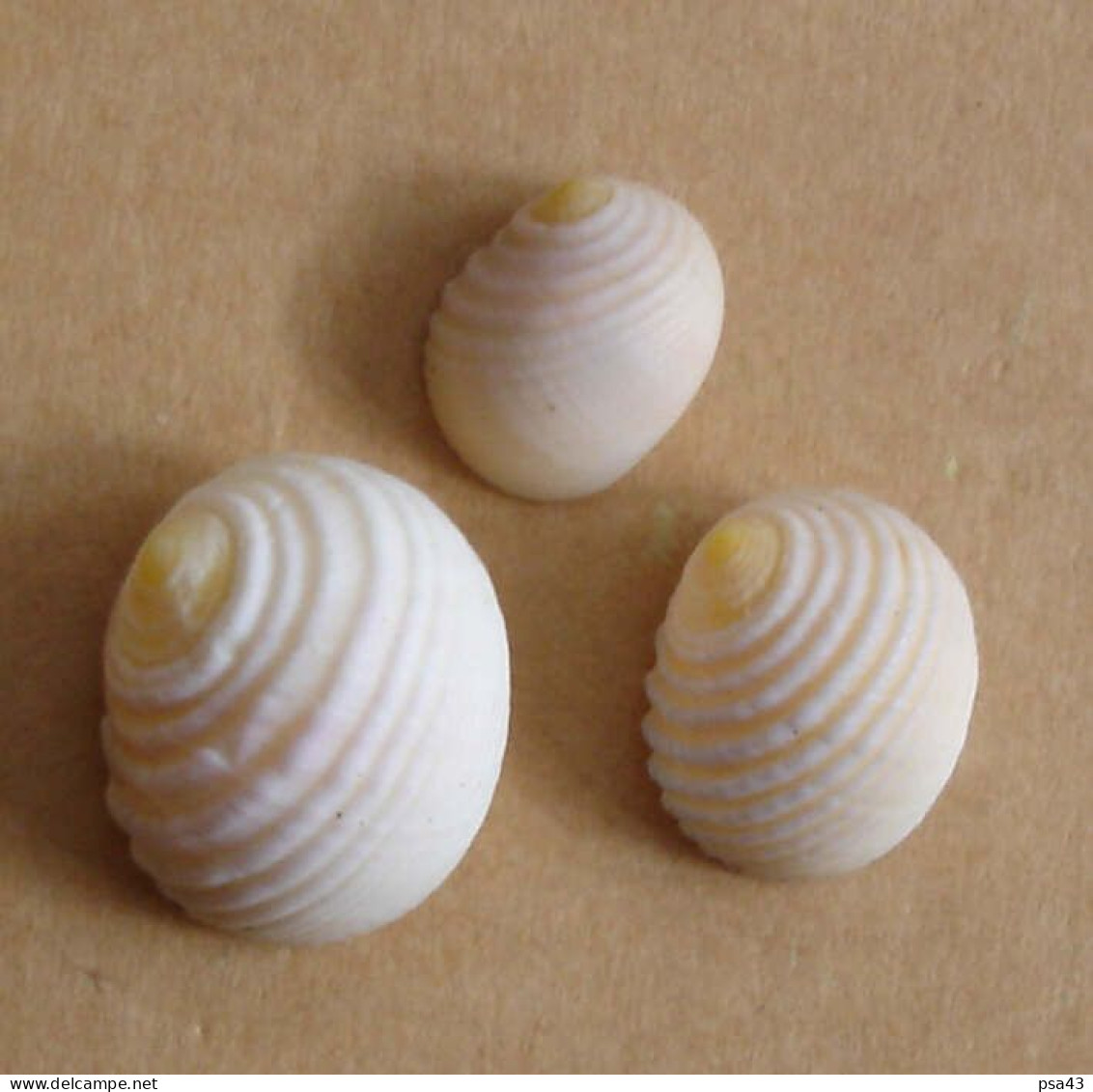 Nerita Plicata (lot De 3)  Indonésie (Bali) 13/18,8mm F+++/GEM WO N21 - Seashells & Snail-shells