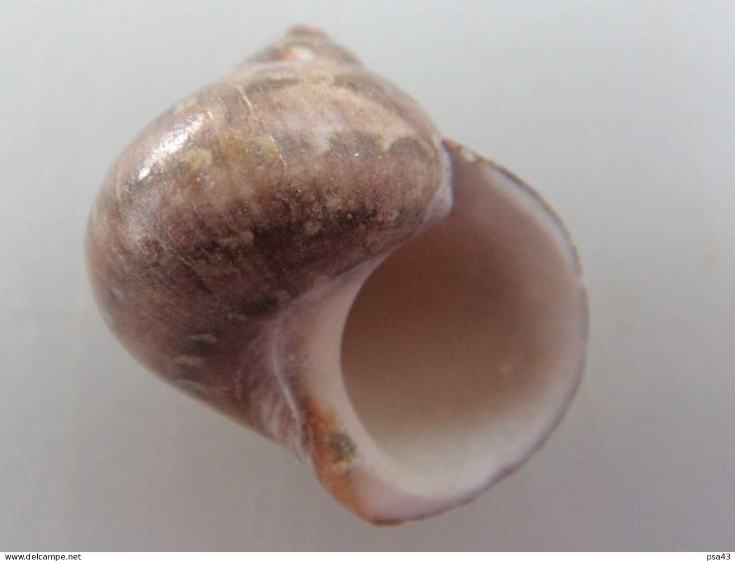 Turbo Petholatus Djibouti 27,6mm N1 - Seashells & Snail-shells