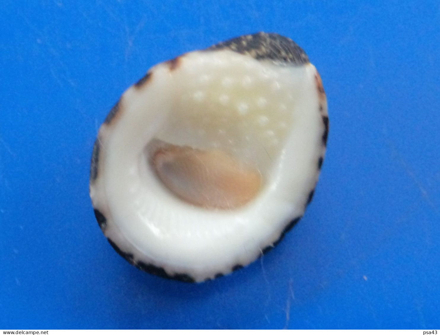 Nerita Albicilla Thaïlande (Phuket) Récolté Vivant 20mm GEM N6 - Seashells & Snail-shells