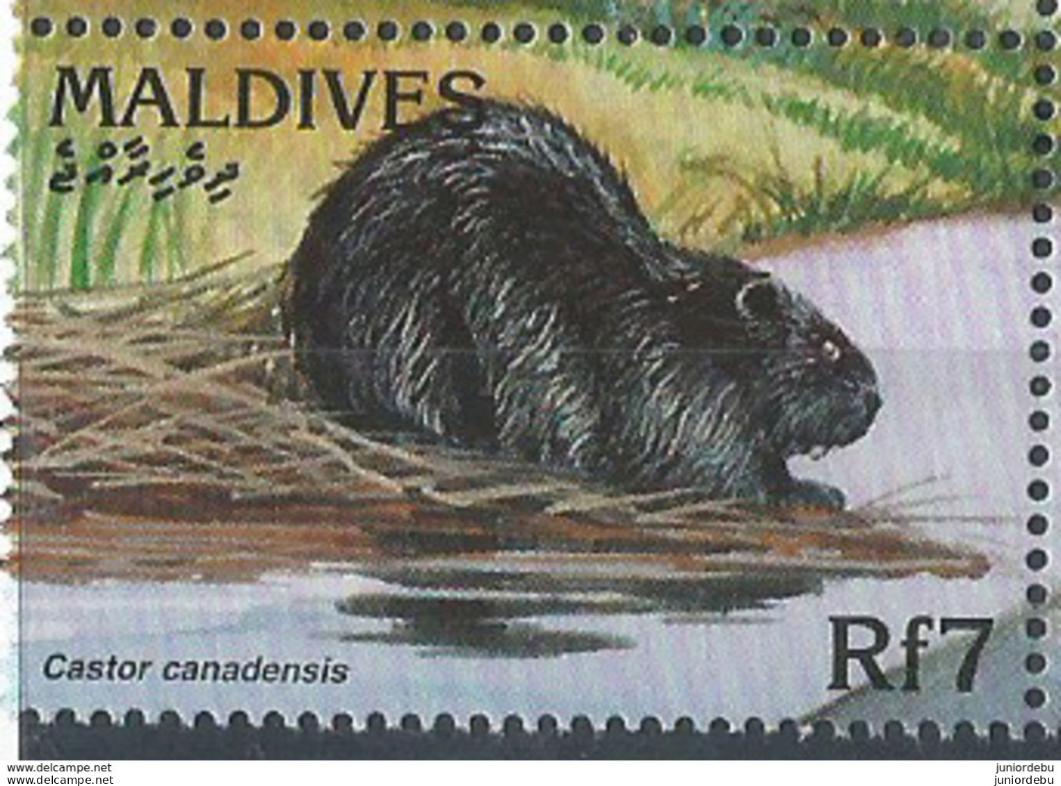 Maldives  -1996  - Fauna - Castor Candensis - MNH. ( OL 28/05/2019 ) - Maldives (1965-...)