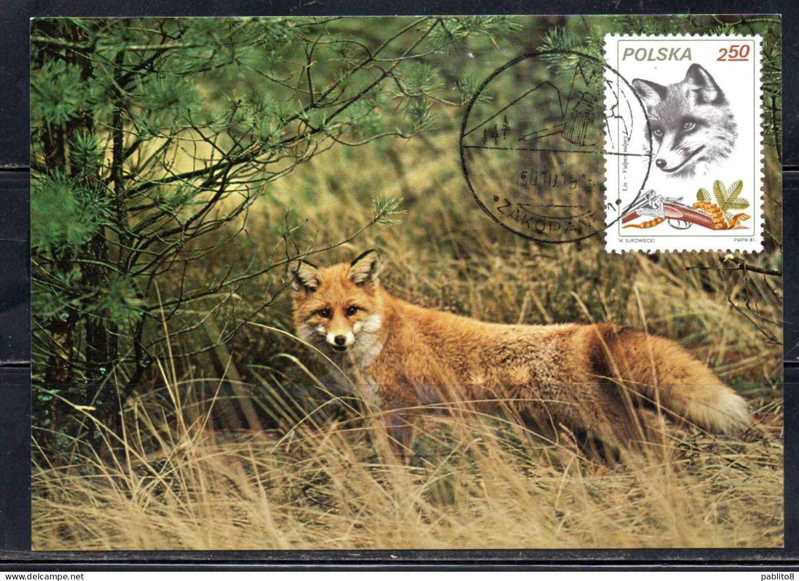 POLONIA POLAND POLSKA 1981 FAUNA GAME ANIMALS HUNTING SHOOTING FOX 2.50z MAXI MAXIMUM CARD CARTE - Cartoline Maximum