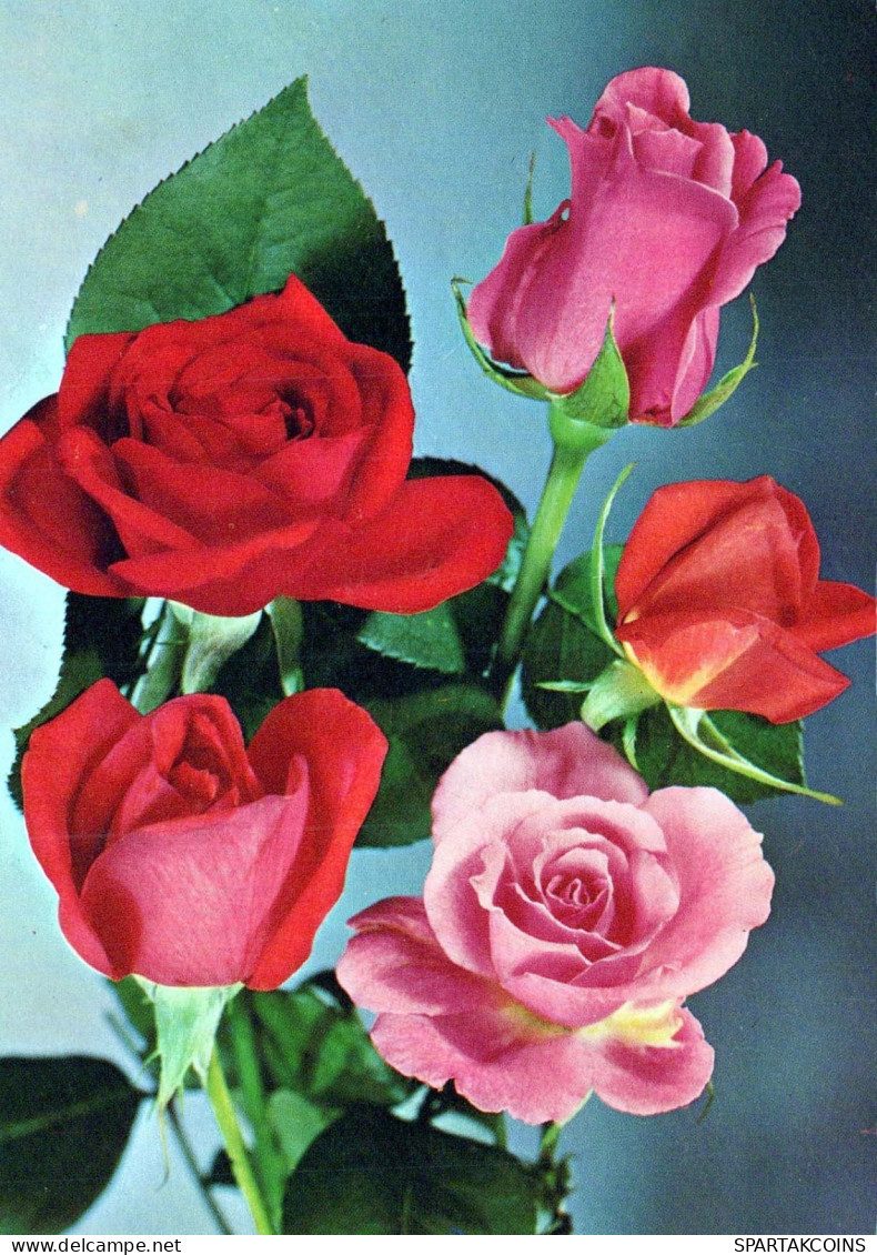 FLOWERS Vintage Ansichtskarte Postkarte CPSM #PAS678.A - Fleurs