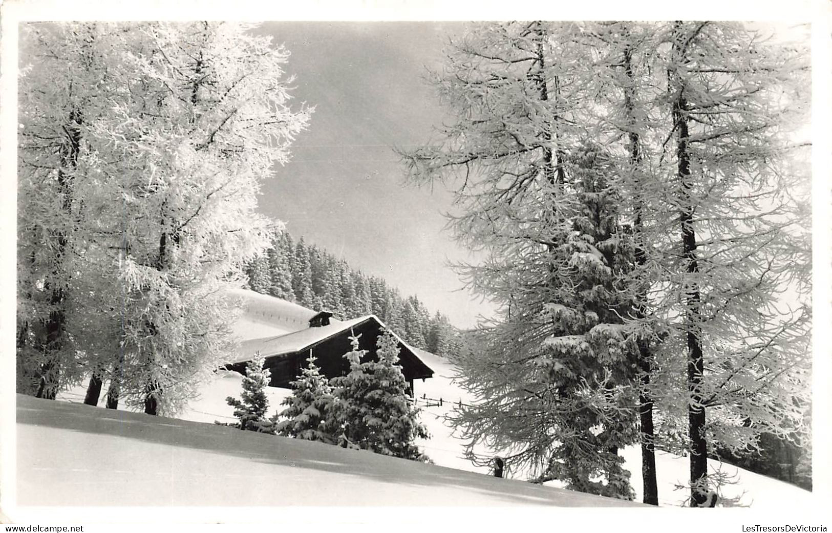 SUISSE - La Prafandaz S/Leysin Mélézes Givrés - Carte Postale - Leysin