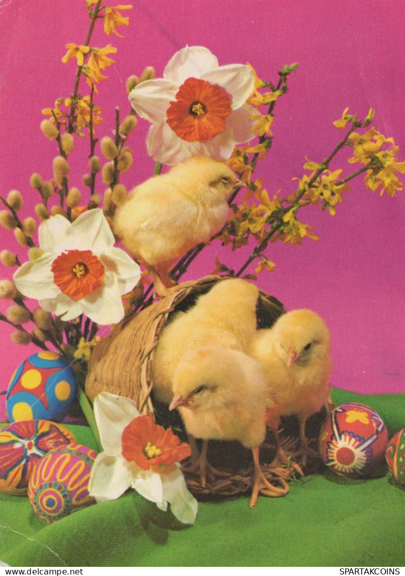 PASQUA POLLO UOVO Vintage Cartolina CPSM #PBP144.A - Easter