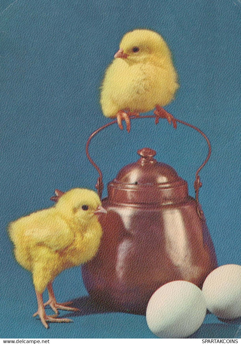PASQUA POLLO UOVO Vintage Cartolina CPSM #PBO763.A - Easter