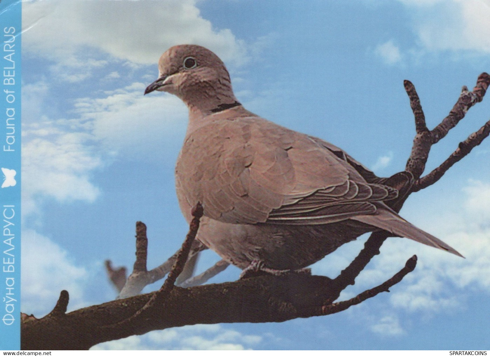 OISEAU Animaux Vintage Carte Postale CPSM #PAN355.A - Vögel