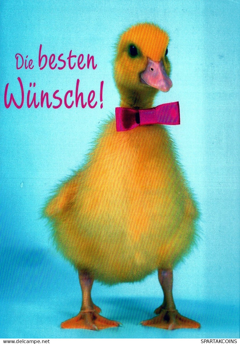 UCCELLO Animale Vintage Cartolina CPSM #PAN374.A - Vögel