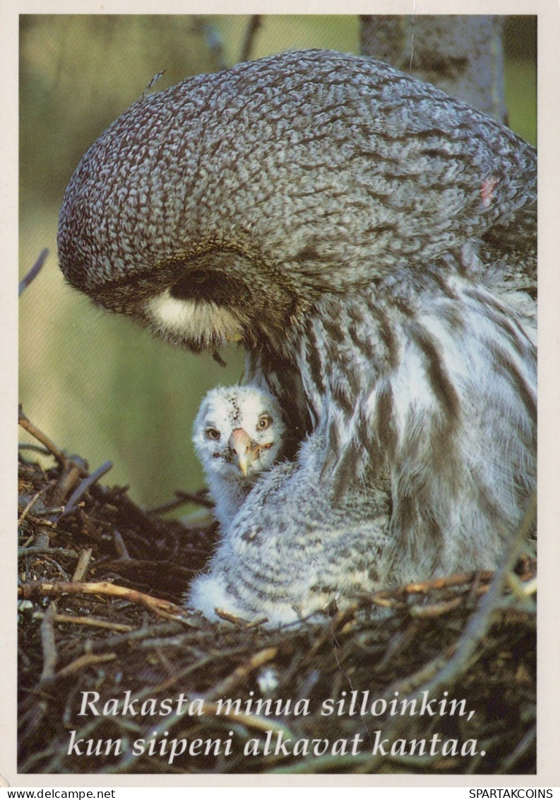 PÁJARO Animales Vintage Tarjeta Postal CPSM #PAN258.A - Uccelli