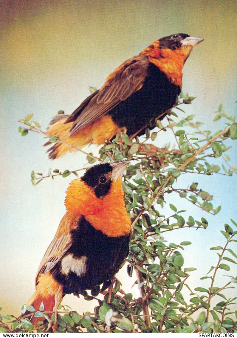 VOGEL Tier Vintage Ansichtskarte Postkarte CPSM #PAN246.A - Birds