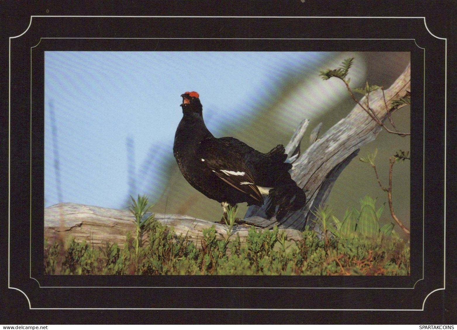 VOGEL Tier Vintage Ansichtskarte Postkarte CPSM #PAN186.A - Vögel