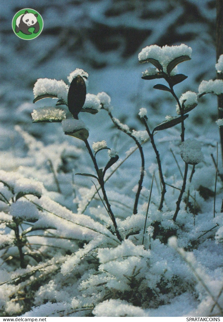 VOGEL Tier Vintage Ansichtskarte Postkarte CPSM #PAN086.A - Birds