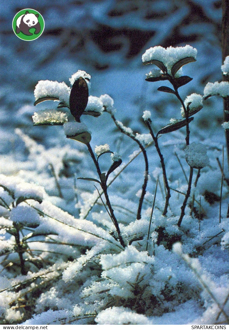 VOGEL Tier Vintage Ansichtskarte Postkarte CPSM #PAN086.A - Birds