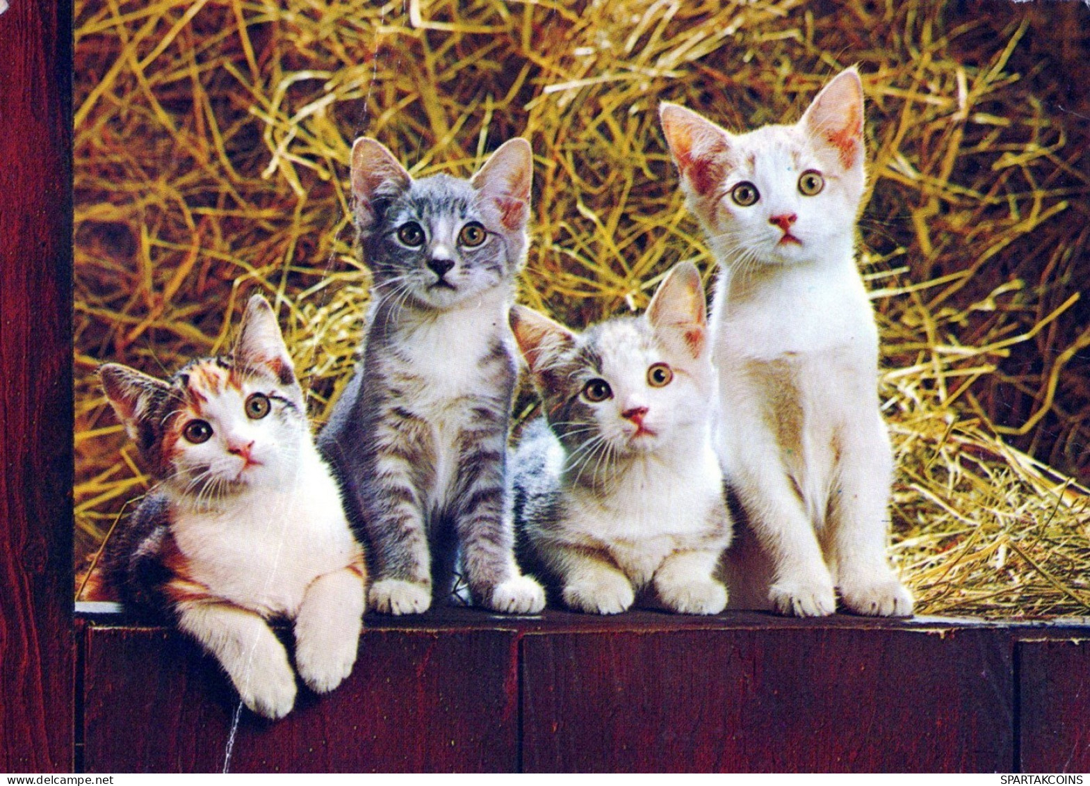 KATZE MIEZEKATZE Tier Vintage Ansichtskarte Postkarte CPSM #PAM590.A - Cats